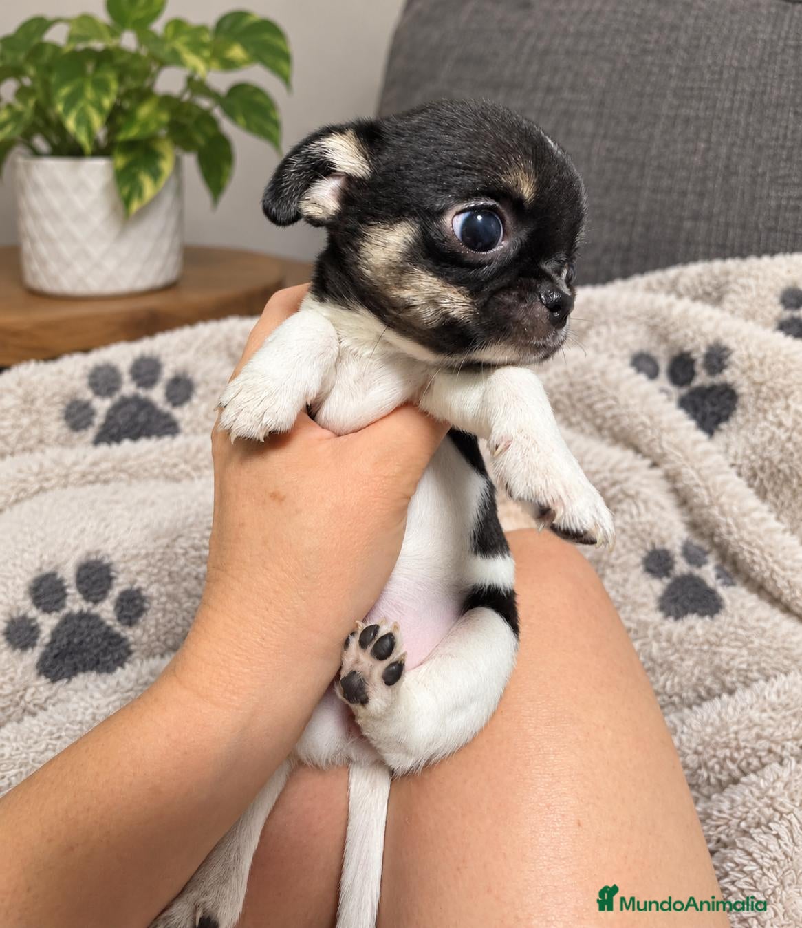 Chihuahua perros Chihuahuas ❤️  - Anuncio 9