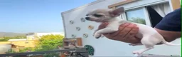 Chihuahua perros en venta: Preciosos chihuahuas toy cabeza manzana - Anuncio 7