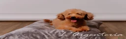 Caniche Toy perros en venta: Camada Caniche Toy - Anuncio 4