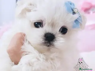 Bichón Maltés perros BICHON MALTES COREANO MINIATURA - Anuncio 1