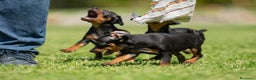 Pinscher Miniatura perros en venta: Cachorros disponibles pinscher miniatura !!!  en Cáceres - Anuncio 2