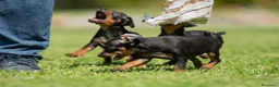 Pinscher Miniatura perros en venta: Cachorros disponibles pinscher miniatura !!!  en Cáceres - Anuncio 2