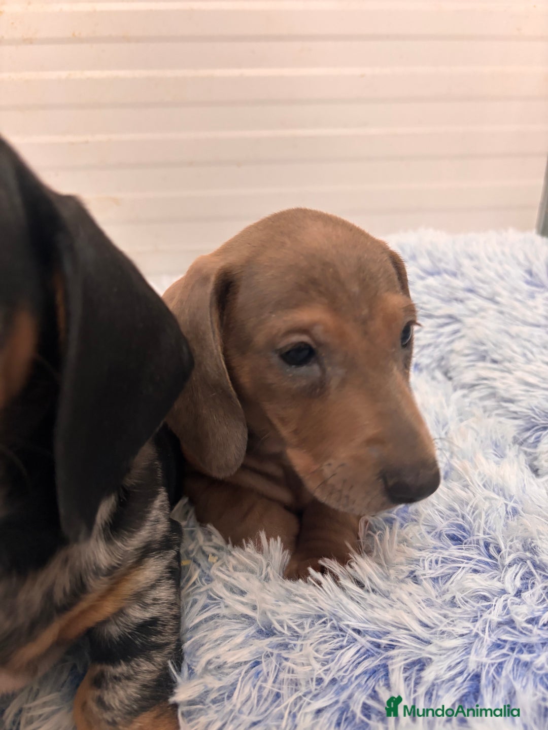 Teckel perros en venta: TECKEL STANDARD - Anuncio 18