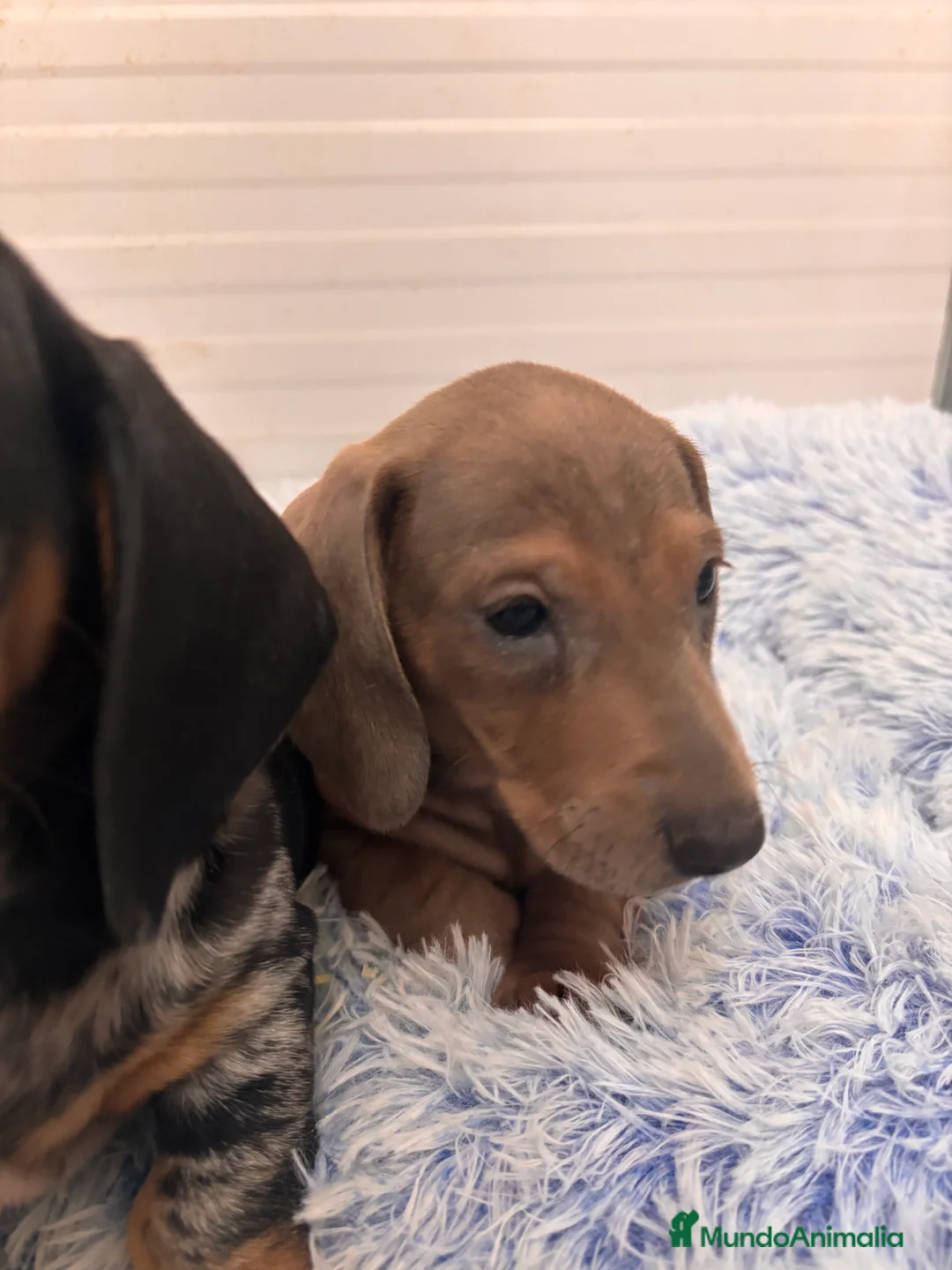 Teckel perros en venta: TECKEL STANDARD - Anuncio 18