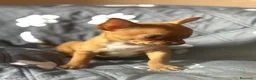 Chihuahua perros en venta: Chihuhua mini toy  - Anuncio 1