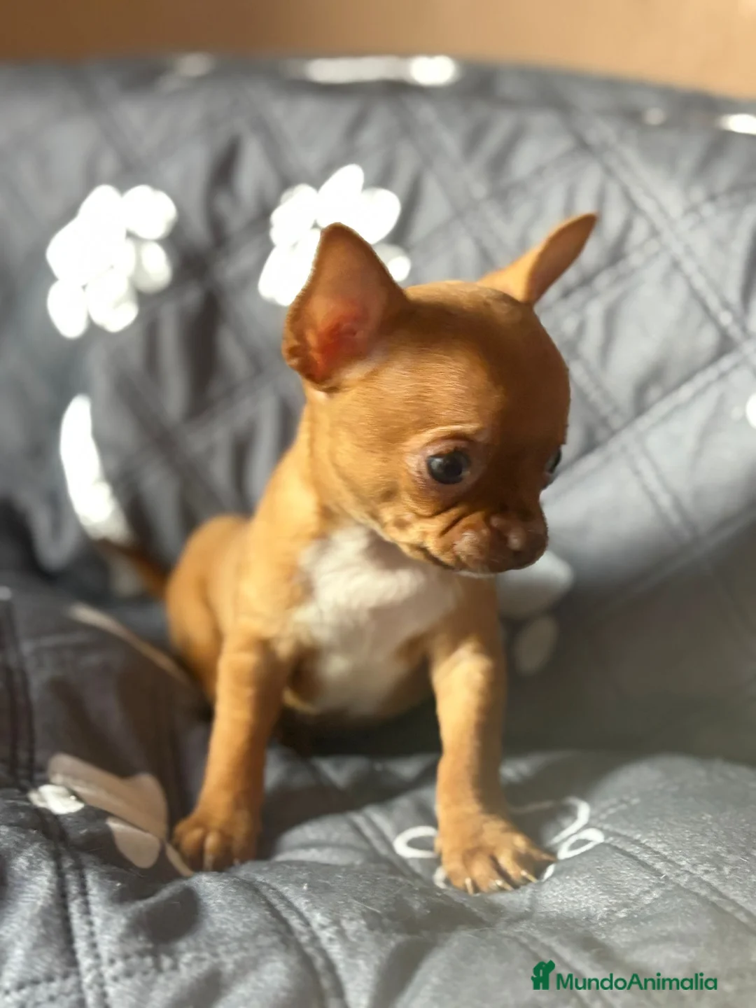 Chihuahua perros en venta: Chihuhua mini toy  - Anuncio 1