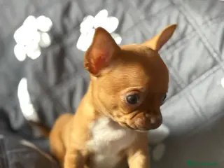 Chihuahua perros Chihuhua mini toy - Anuncio 6
