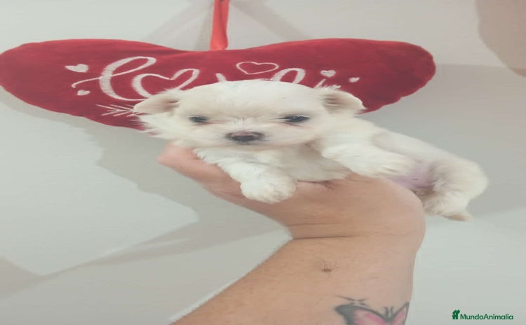 Bichón Maltés perros - Anuncio 3