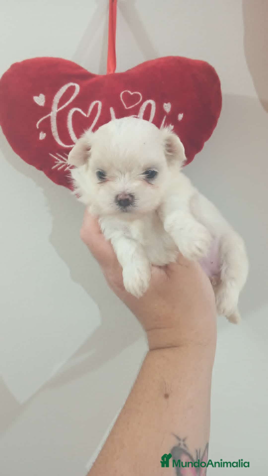 Bichón Maltés perros en venta:  Hermosos bichón maltés  - Imagen 1