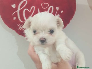 Bichón Maltés perros - Anuncio 14