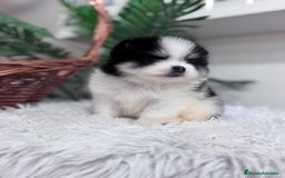 Pomerania perros en venta: POMERANIA HEMBRA - Imagen 12