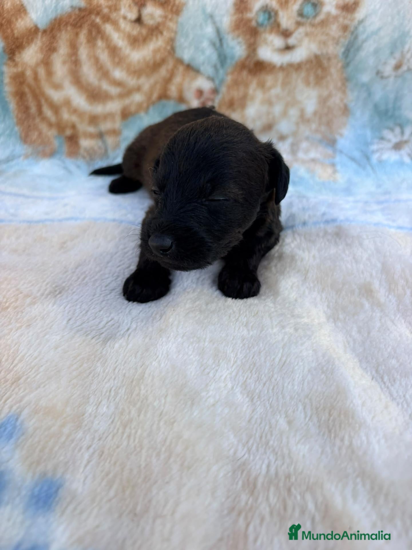 Raza Mixta perros Pootalian - Anuncio 1