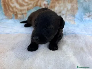 Raza Mixta perros Pootalian - Anuncio 2