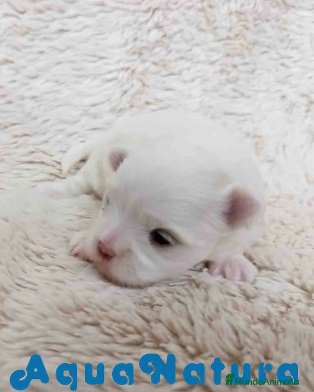 Bichón Maltés perros en venta: Bichon Maltes Hembra de Cora y Boris AQUANATURA - Anuncio 2