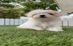 Bichón Maltés perros en venta: BICHON MALTES HEMBRA ENVIO A TODA ESPAÑA - Imagen 5