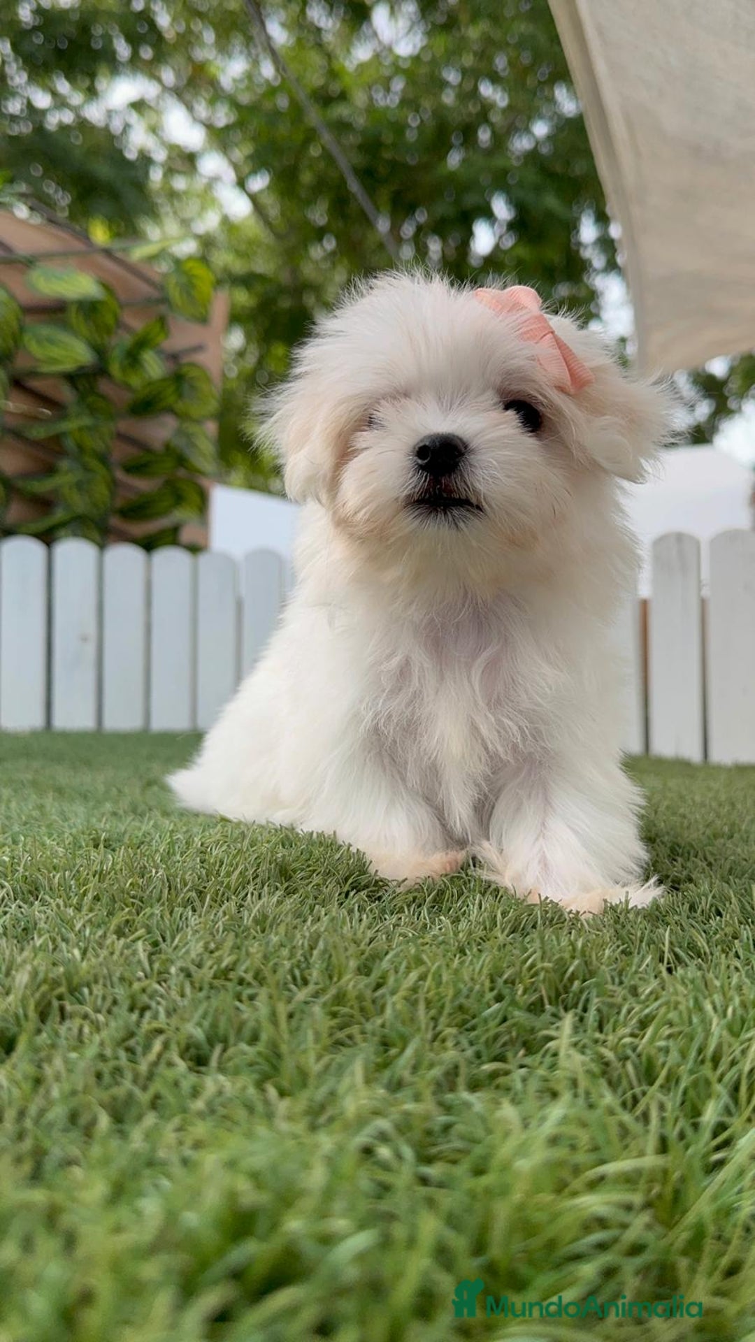 Bichón Maltés perros en venta: BICHON MALTES HEMBRA ENVIO A TODA ESPAÑA - Imagen 5