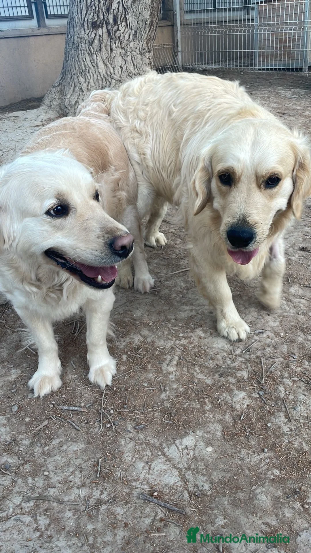 Golden Retriever perros en venta: GOLDEN RETRIEVERT GRAN CALIDAD - Anuncio 2
