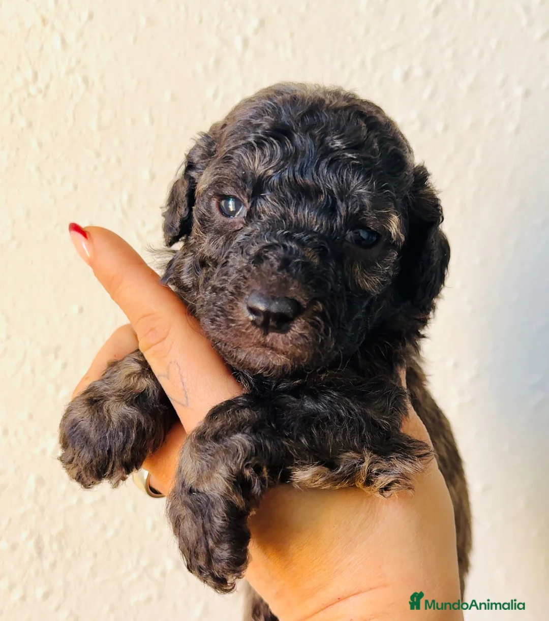 Caniche Toy perros en venta: Espectacular macho color sable - Anuncio 1