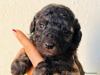 Caniche Toy perros Espectacular macho color sable - Anuncio 1