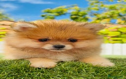 Pomerania perros en venta: POMERANIA MACHO - Imagen 11