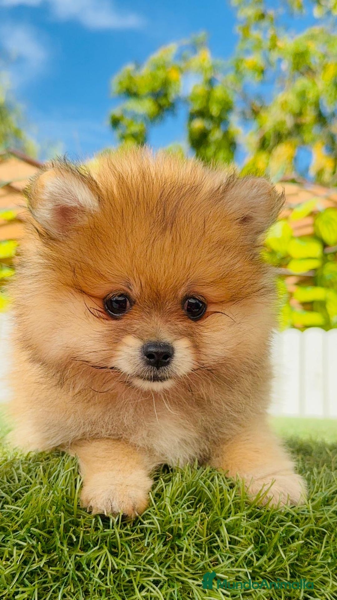 Pomerania perros en venta: POMERANIA MACHO - Imagen 11