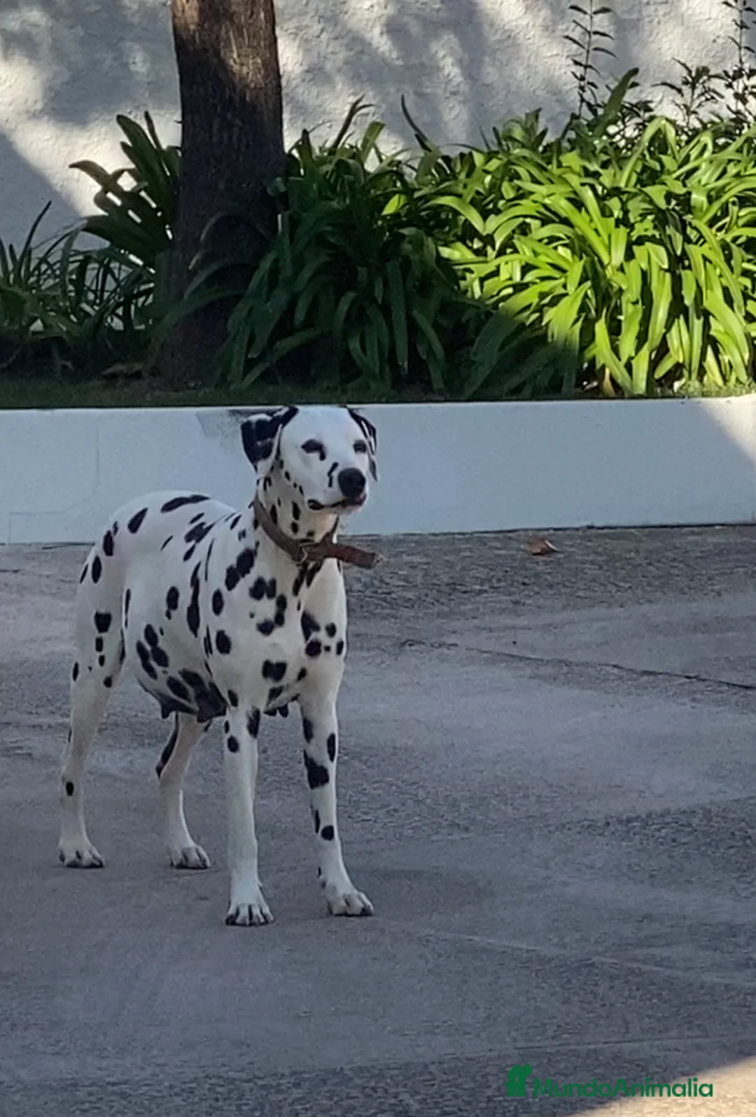 Imagen de galería {{count}}