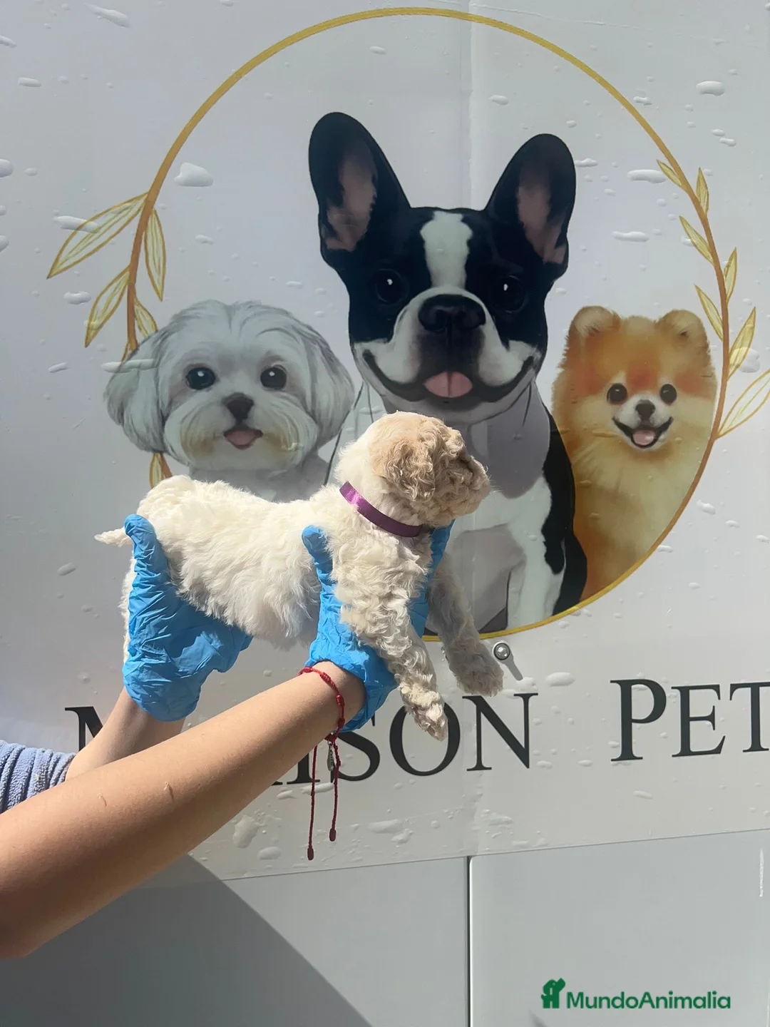 Perro de Agua Español perros en venta: Camada de perros de agua beige  - Anuncio 6