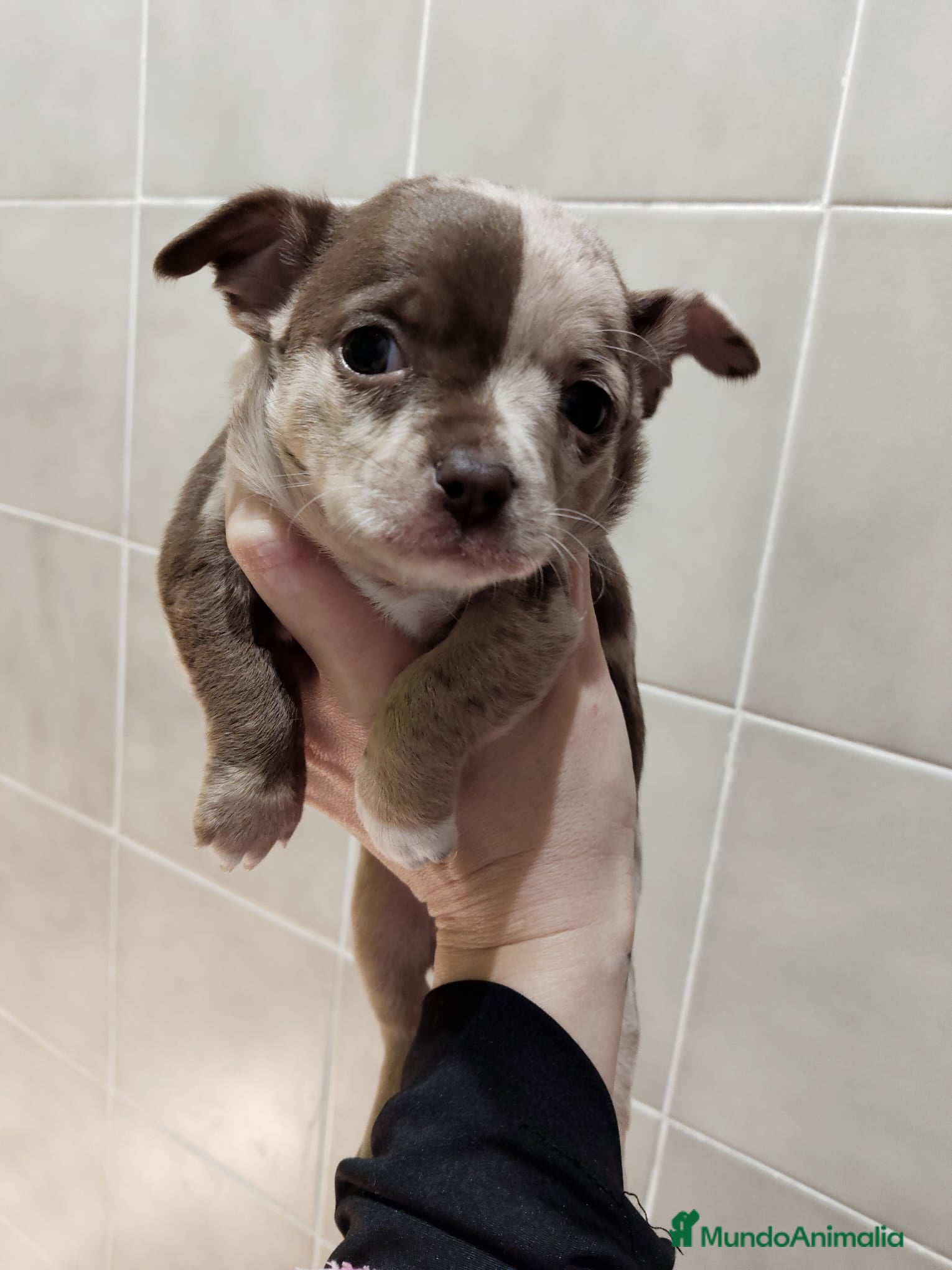 Chihuahua perros Chihuahua toy  - Anuncio 2