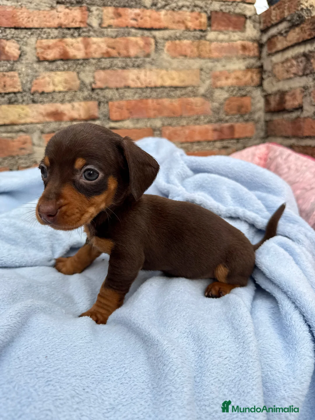 Teckel Miniatura perros en venta: Teckel mini arlequín chocolate disponible  - Anuncio 9