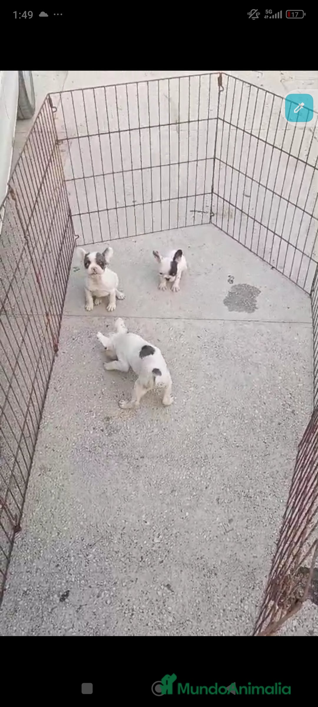 Bulldog Francés perros en venta: Bulldog francés exóticos  - Anuncio 5