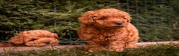 Caniche Toy perros en venta: Caniche Toy - machos rojos - Anuncio 4