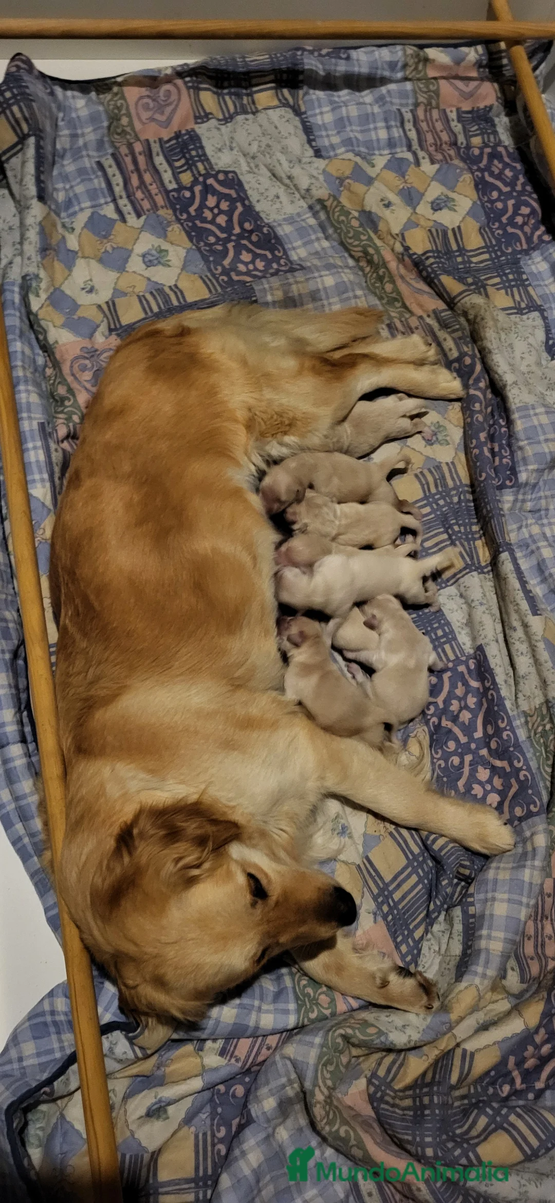 Golden Retriever perros en venta: Golden retriever - Anuncio 2