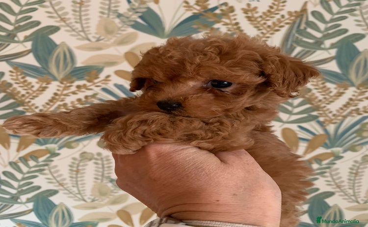 Caniche Toy perros - Anuncio 7