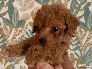 Caniche Toy perros - Anuncio 5