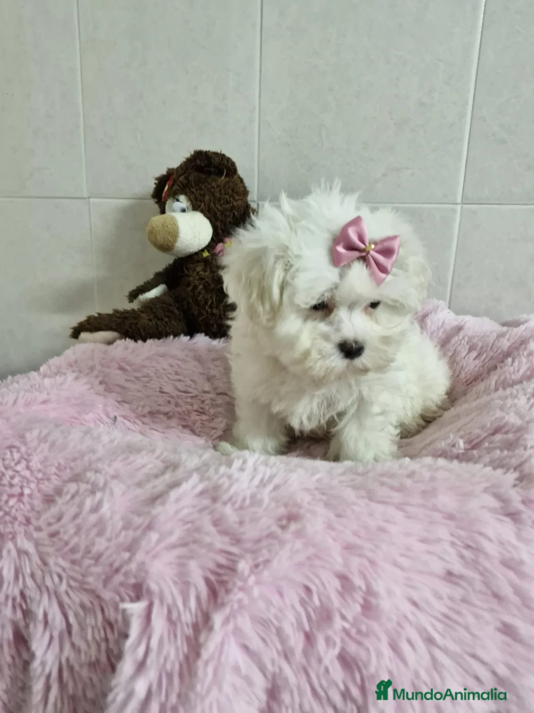 Bichón Maltés perros en venta: Bichón Maltés  en Barcelona - Anuncio 5