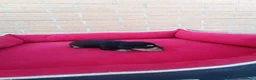 Teckel perros en venta: Teckel de pelo - Anuncio 3
