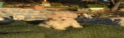 Maltipoo perros en venta: Maltipoo toy muy bonita !!!! - Anuncio 2