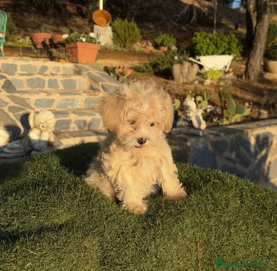Maltipoo perros en venta: Maltipoo toy muy bonita !!!! - Anuncio 2