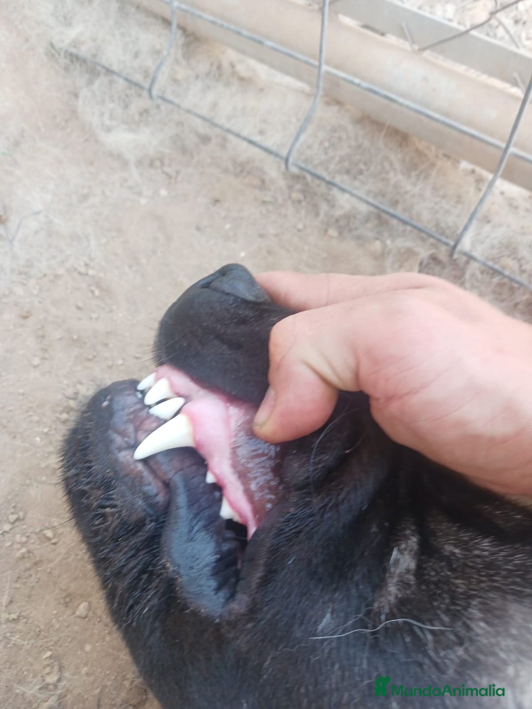 Pastor de Asia Central perros en venta: Kangal turco de un año - Imagen 3