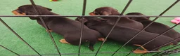 Teckel perros en venta: Teckel de pelo corto  - Anuncio 2