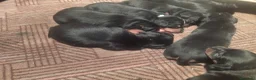 Pinscher Miniatura perros en venta: Camada de minipincher - Anuncio 4