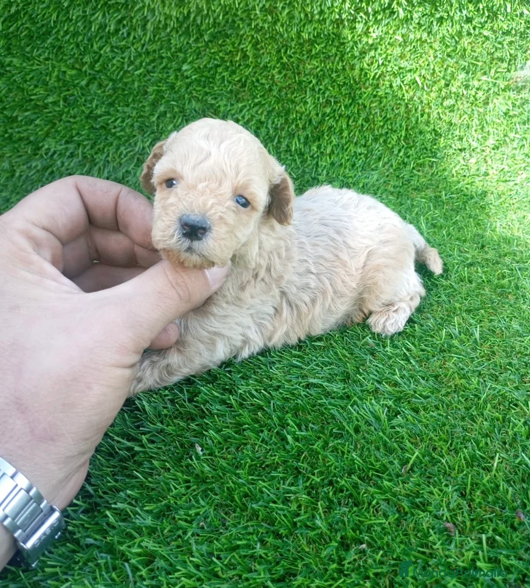 Caniche Toy perros en venta: Espectacular camada de caniche Toy  en Málaga - Anuncio 1