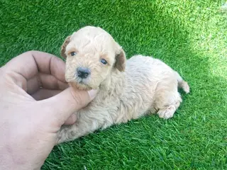 Caniche Toy perros Espectacular camada de caniche Toy - Anuncio 7