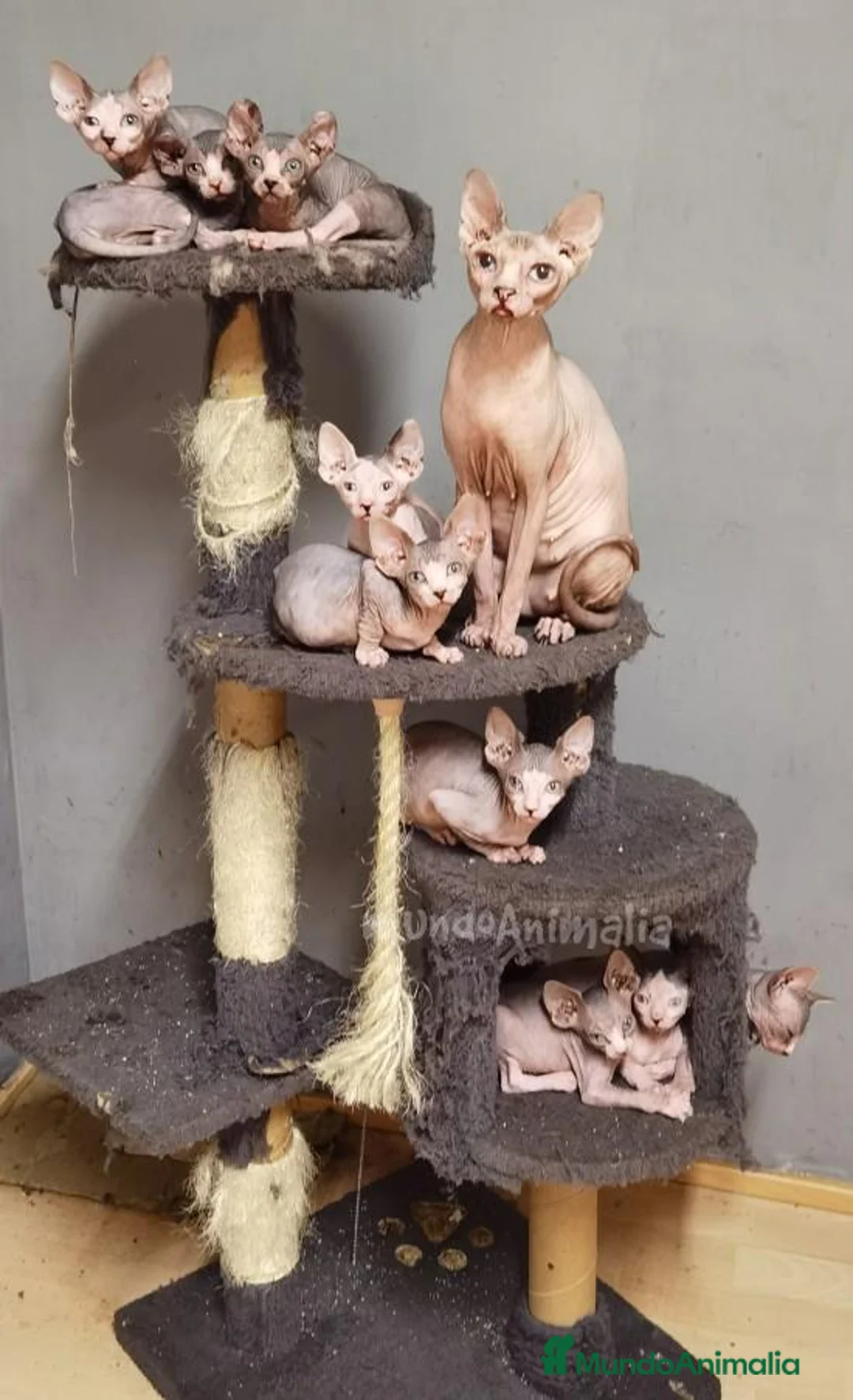 Imagen de galería {{count}}