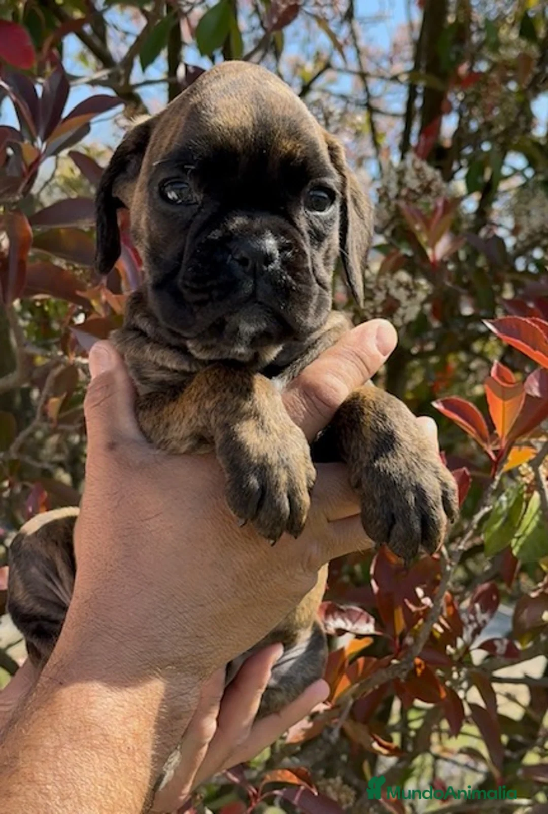 Boxer perros en venta: Cachorra BOXER - Anuncio 2