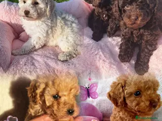 Caniche Enano perros Cachorros Caniche - Anuncio 1