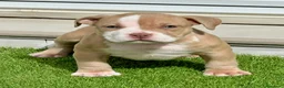 American Bully perros en venta: Camada American Bully - Anuncio 4