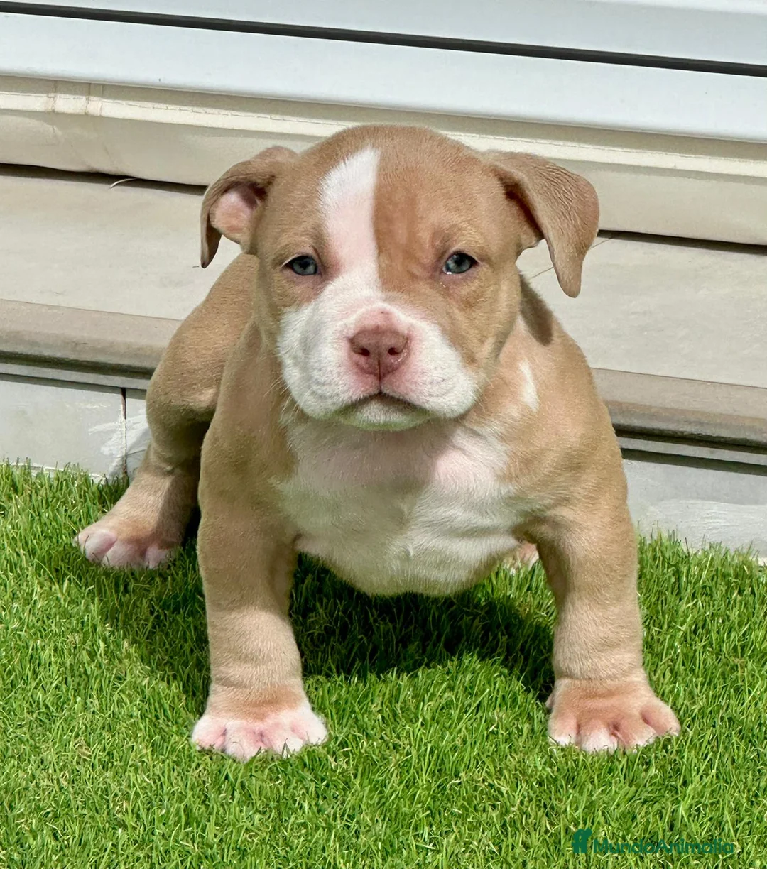 American Bully perros en venta: Camada American Bully - Anuncio 4
