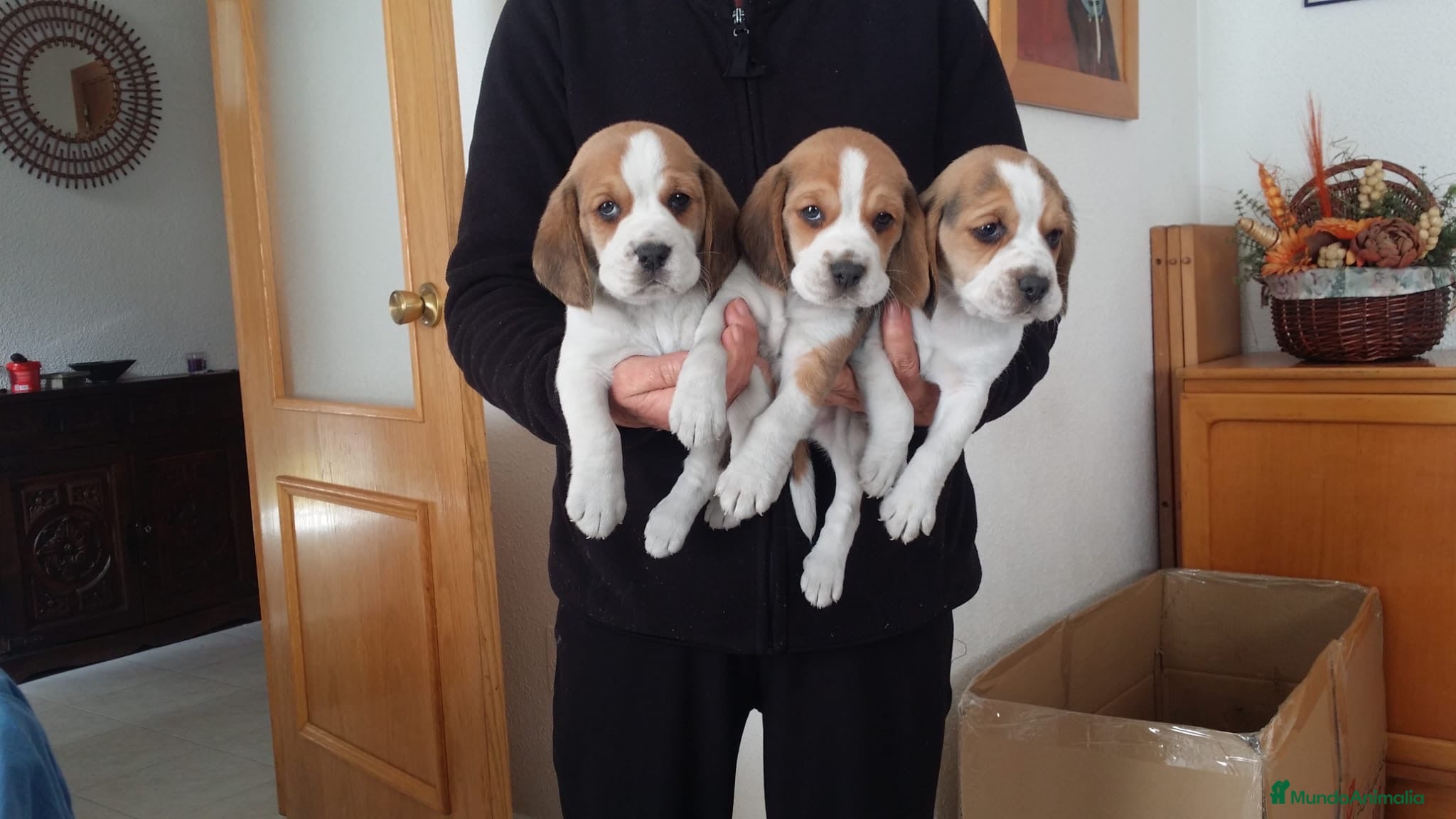 Beagle perros Cachorros de beagle tricolor  - Anuncio 12