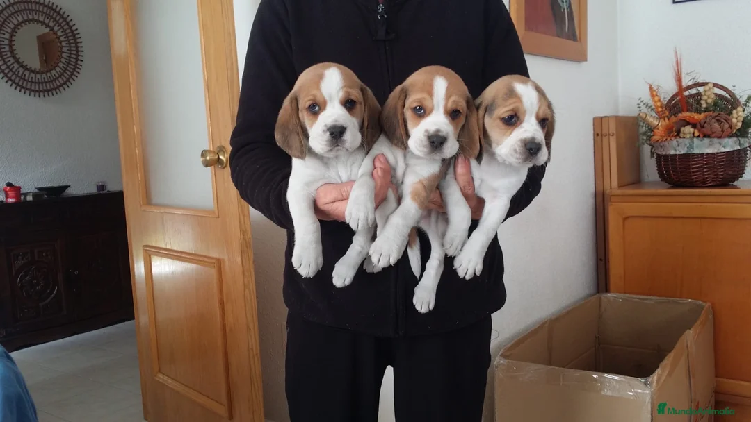 Beagle perros en venta: Cachorros de beagle tricolor  - Anuncio 1